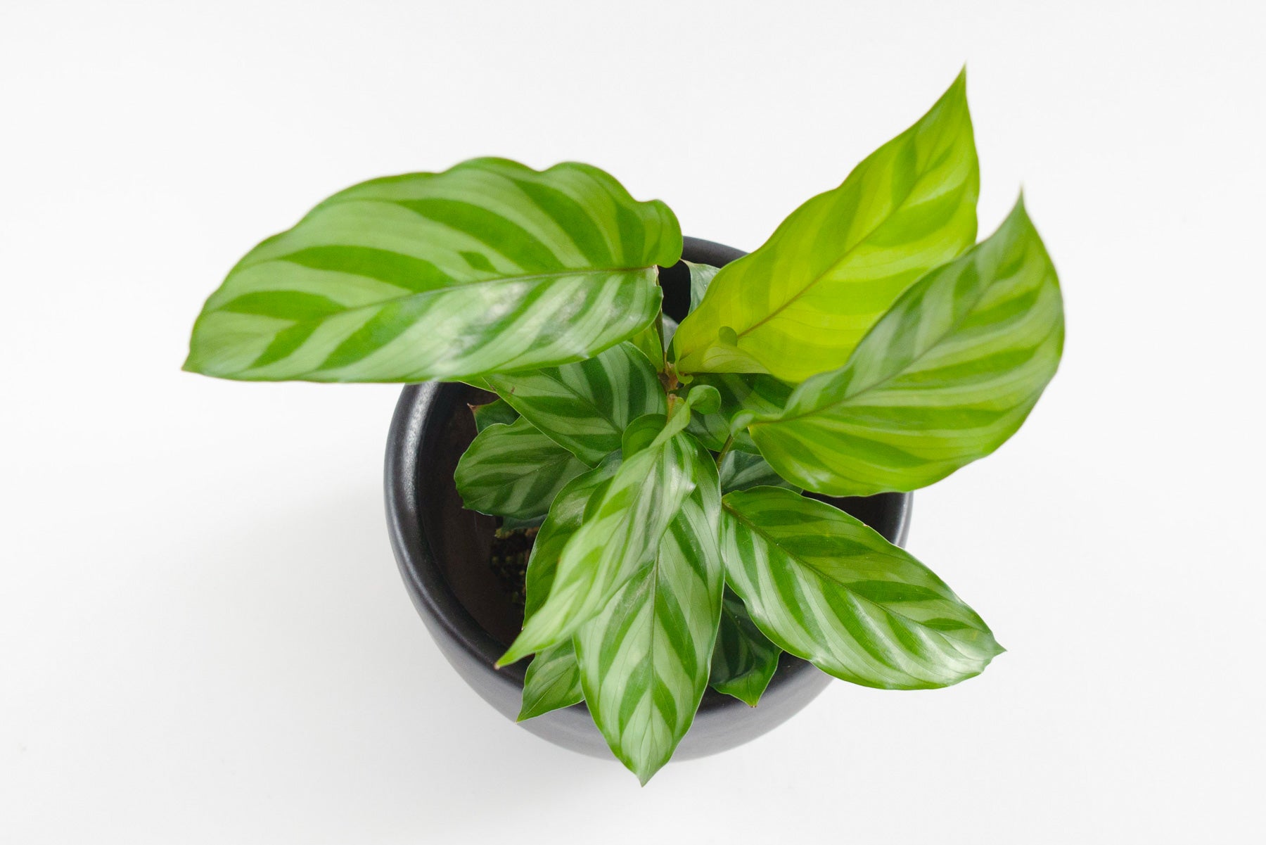  calathea concinna  Plant Shop Seattle