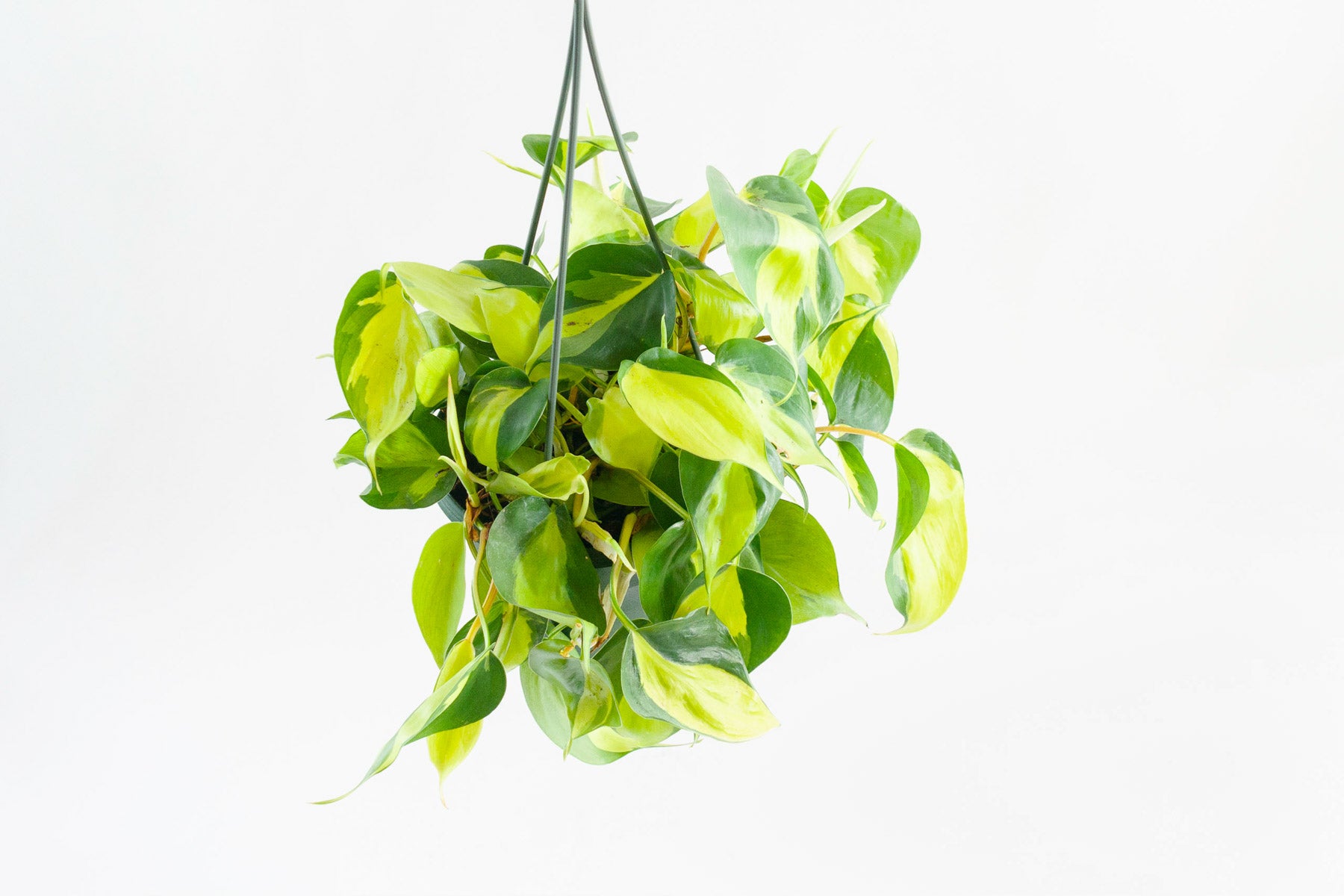 heart leaf philodendron