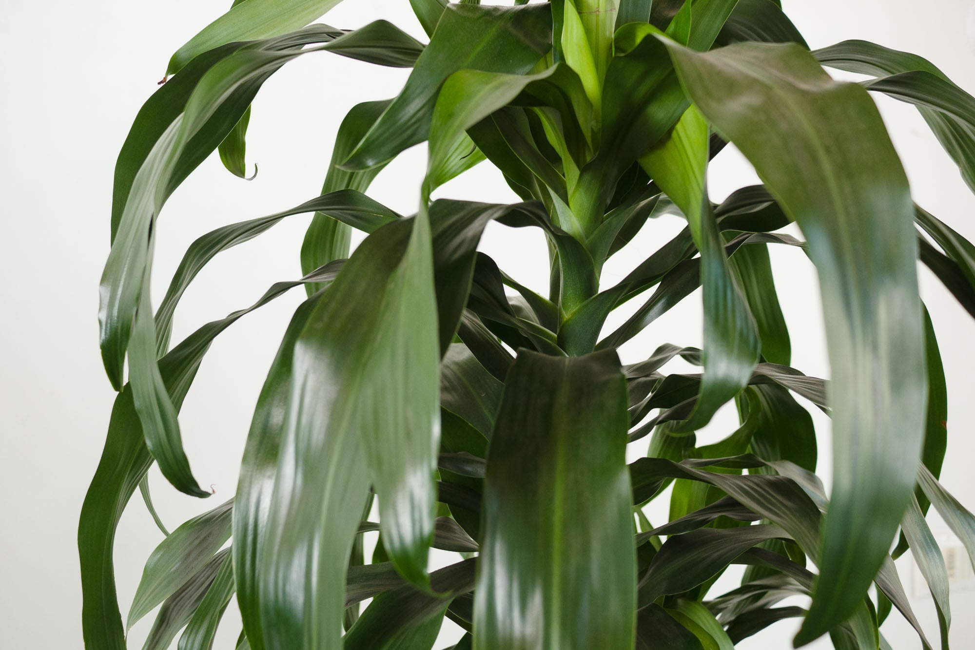 Dracaena corn plant information