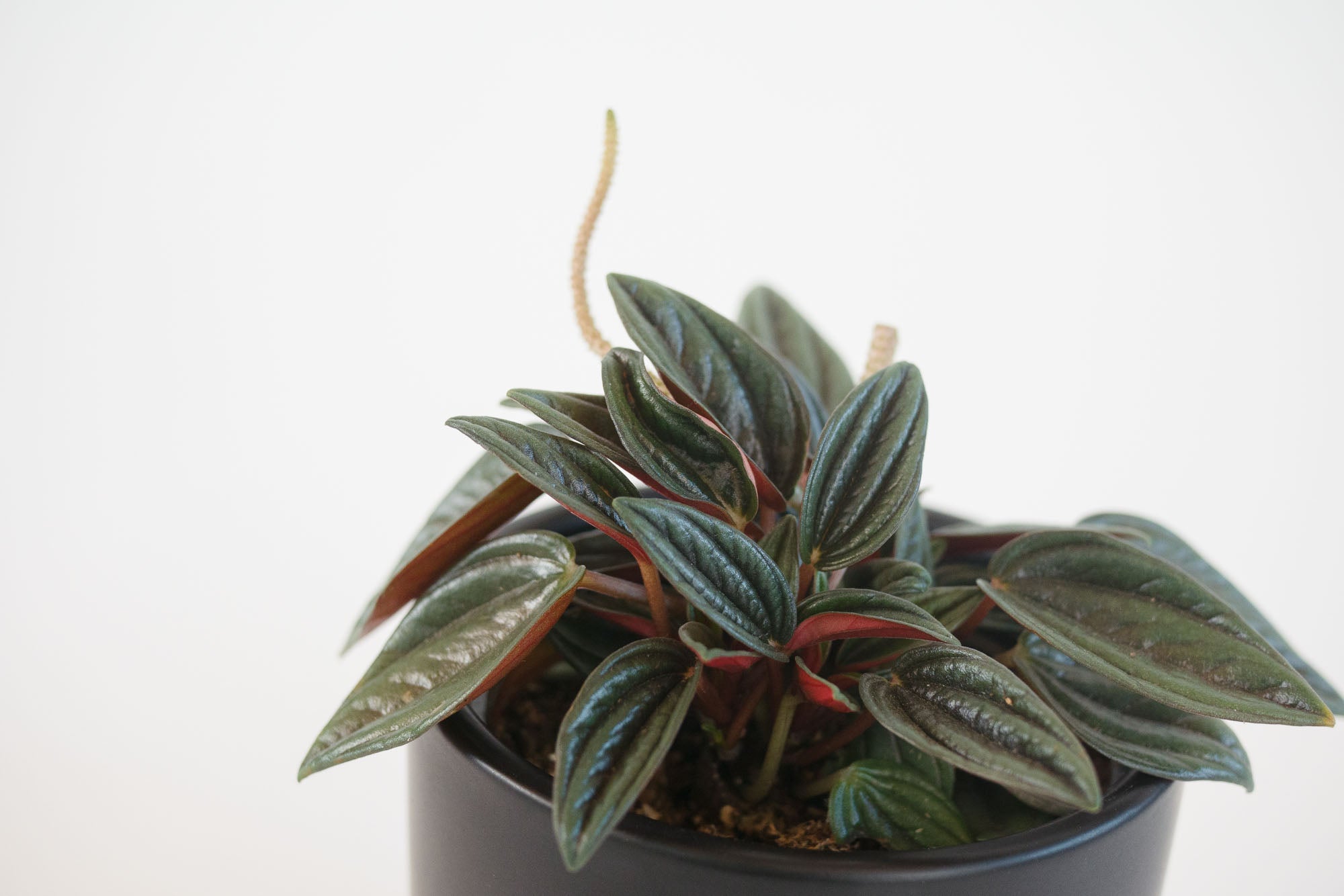 Peperomia Obtusifolia Rosso Plant Shop Seattle