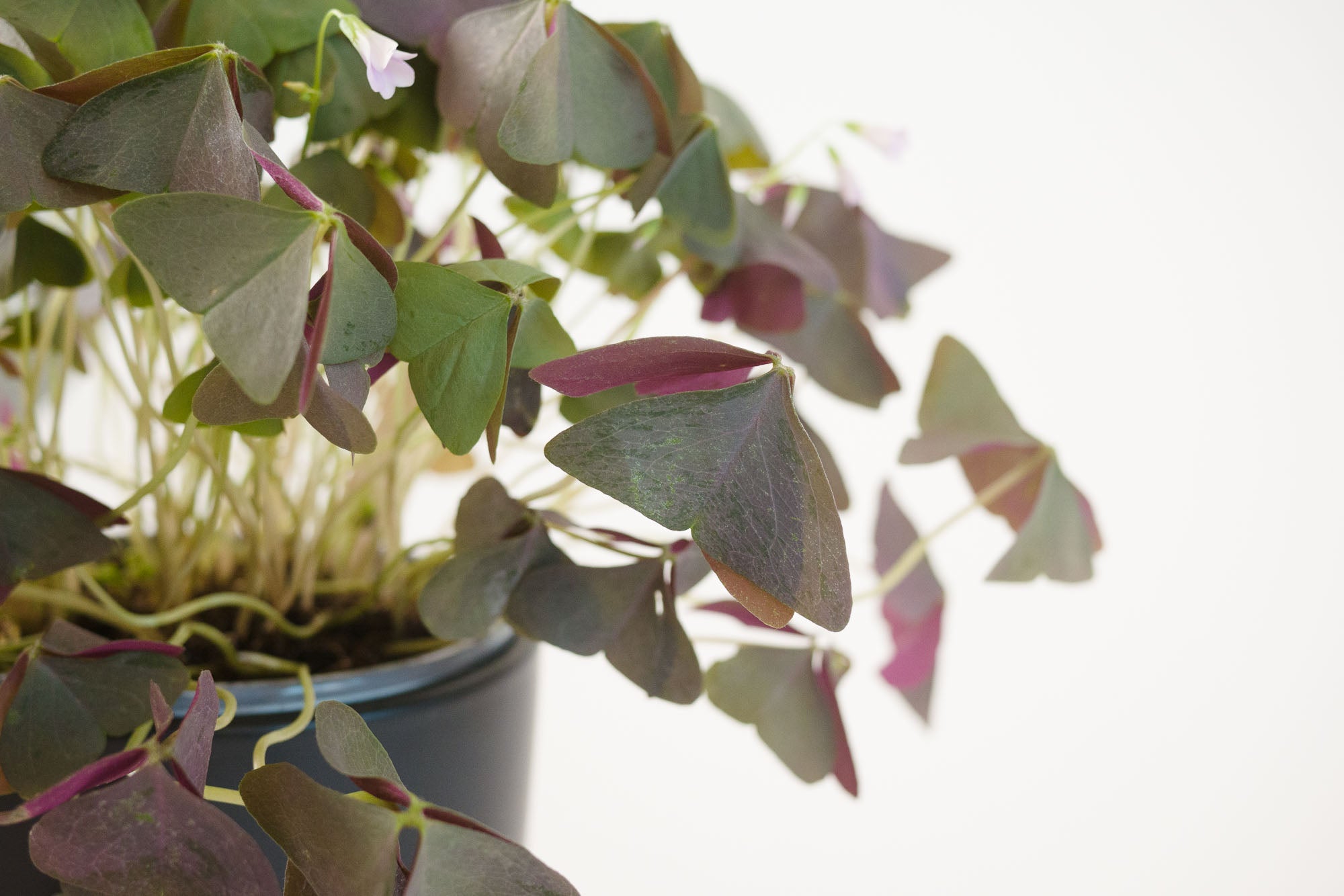 Oxalis Triangularis Purple Shamrock Plant Shop Seattle