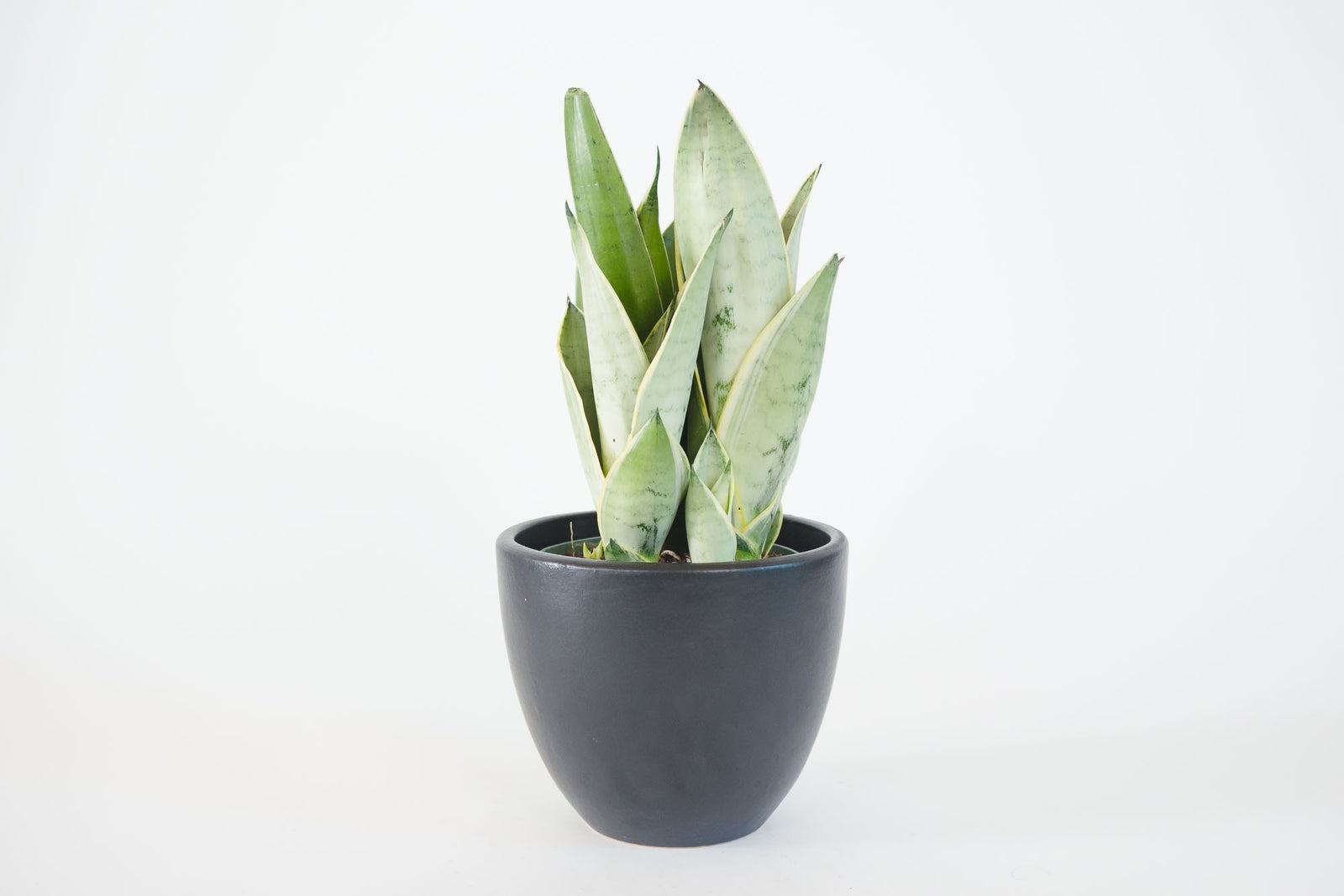 night owl sansevieria height