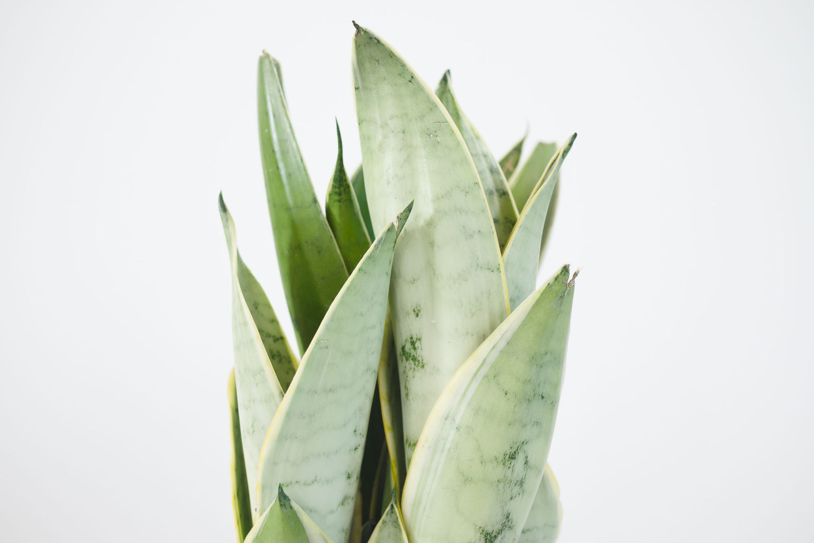 sansevieria night owl