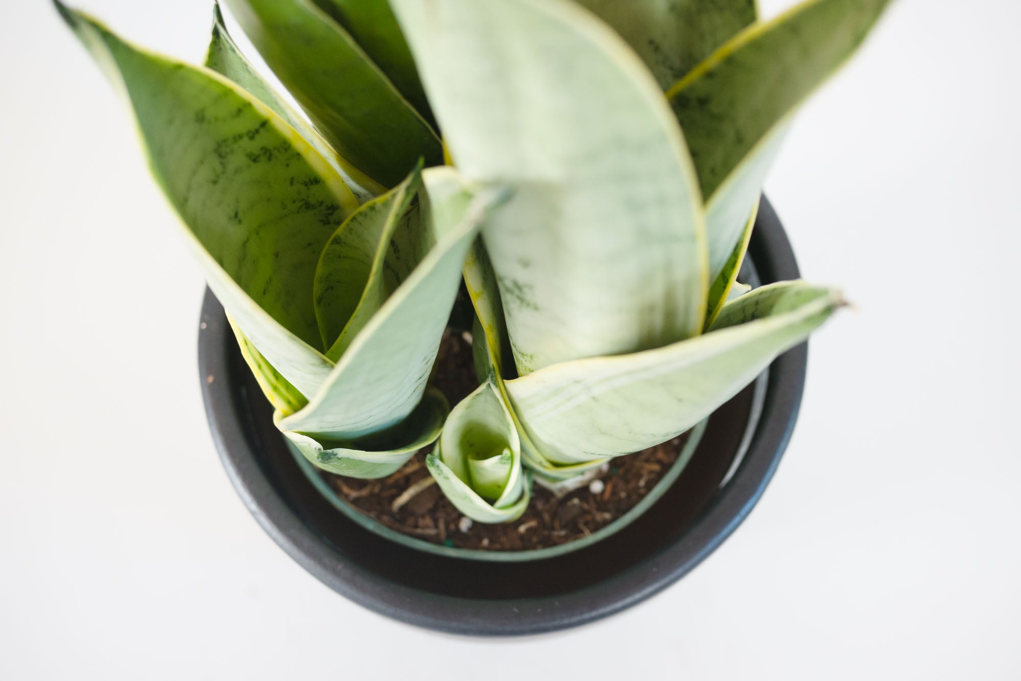 night owl sansevieria