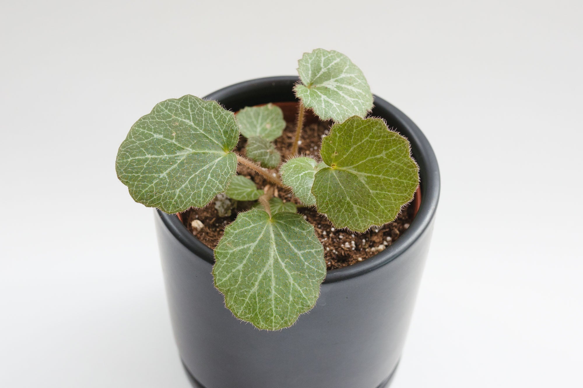 saxifraga / stolonifera (strawberry begonia) - Plant Shop Seattle