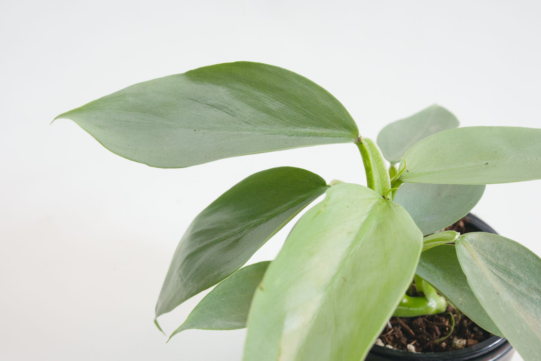 Philodendron Hastatum Silver Sword Plant Shop Seattle