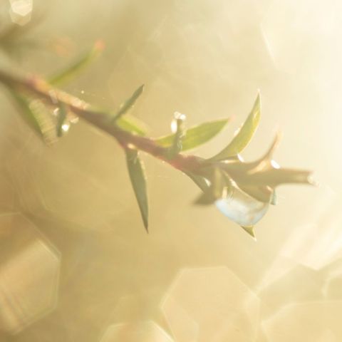 Mesmerizing extreme close-up of a mānuka leaf bathed in the warm hues of a sunrise, with sun flares illuminating the delicate veins, while a glistening droplet of water gracefully descends from its surface