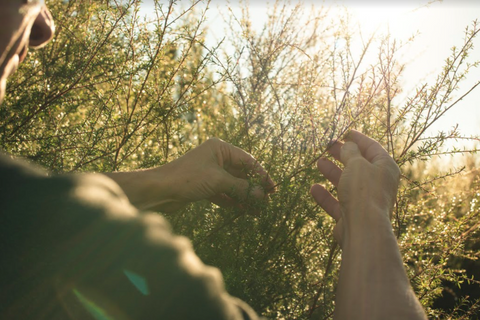 7 Ways To Be A More Mindful Consumer - East Cape mānuka plant harvesting.