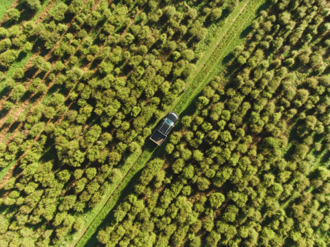 7 Ways To Be A More Mindful Consumer - Plantation drone photo of endless mānuka plants in the East Cape of New Zealand.