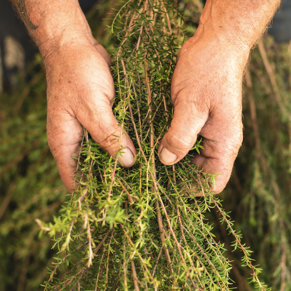 Kānuka, Australian Tea Tree, and Mānuka Oil - What are the Differences?