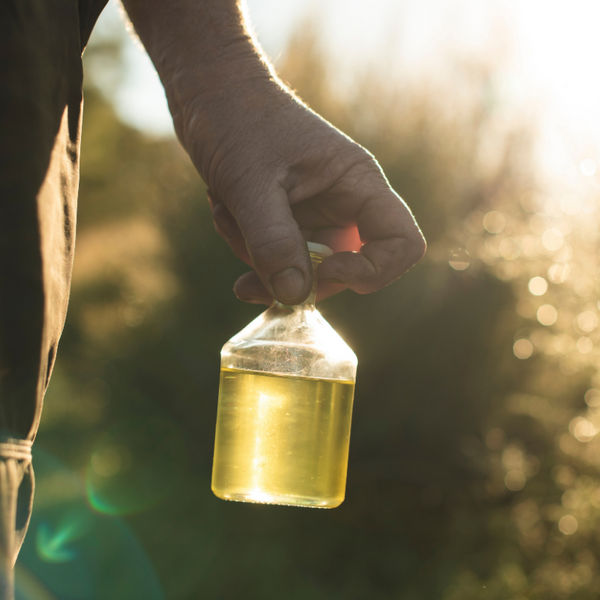 Kānuka, Australian Tea Tree, and Mānuka Oil - What are the Differences?