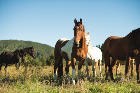 From The East Cape With Love - Wild horses in the East Cape of New Zealand