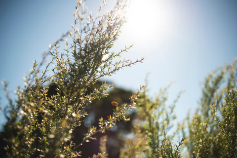 essential manuka new zealand oil