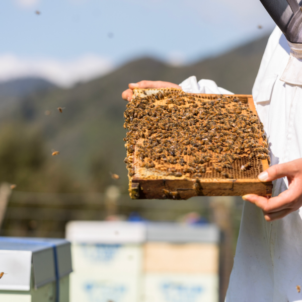 What's the Difference: Mānuka Honey vs Mānuka Essential Oil