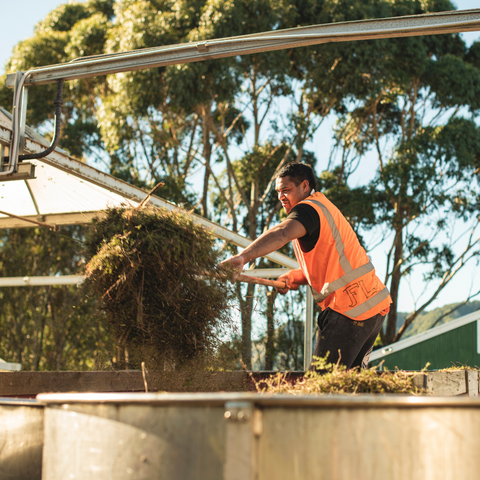 What Makes East Cape Mānuka Oil an Incredible, Evidence-Based Skincare Ingredient