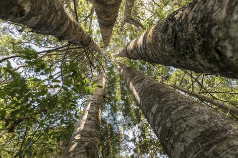 Guide to 5 Amazing Native New Zealand Plants - Kauri Trees New Zealand
