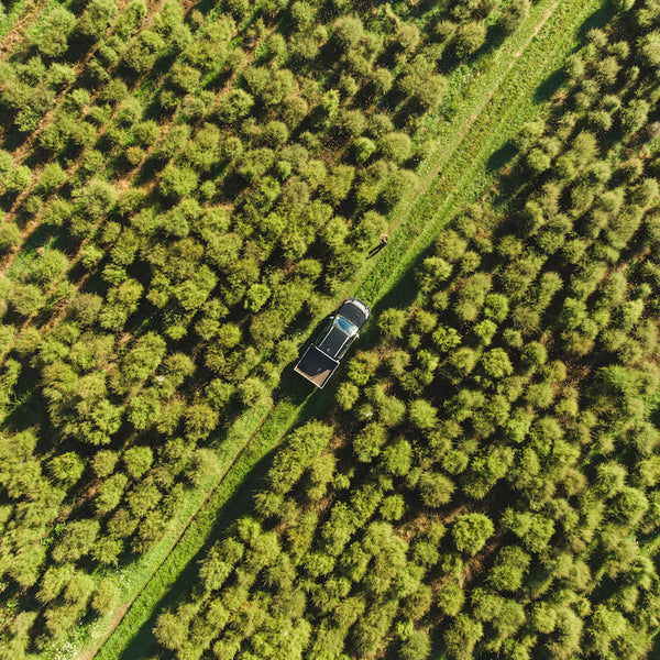 ManukaRx-East Cape Manuka Essential Oil - East Cape Mānuka Oil Featured on Hyundai Country Calendar - Drone Shot of wild Manuka Plants.