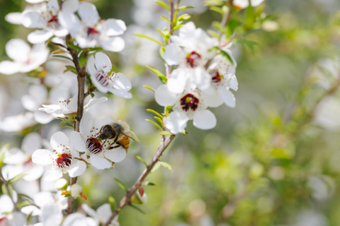 Natural Skincare - 3 Plant-powered Ingredients with Antibacterial Properties_manuka honey