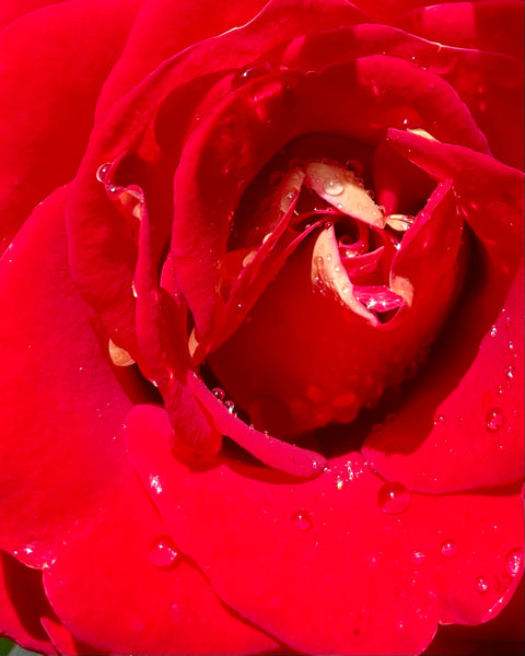 rosa roja con rocío