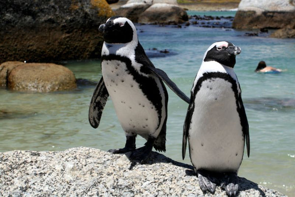 Jackass Penguins at Boulders Beach