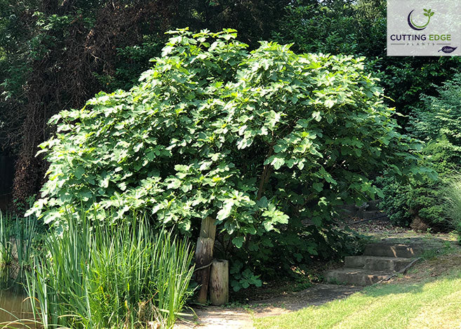 Ficus carica brown turkey