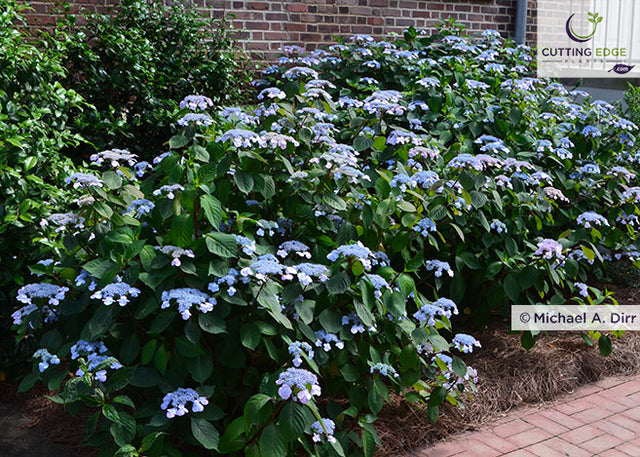 Hydrangea macrophylla 'Lady in Red' (bigleaf hydrangea ...