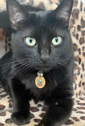 pretty black cat against cheetah print, wearing handmade, personalized pet tag