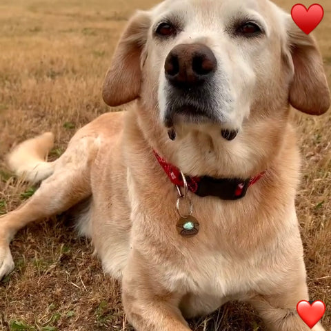 Sweet best mutt dog ever laying in a golden field, wearing his own custom pet tag with his name on it with turquoise.