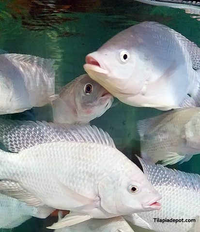 White Nile Tilapia