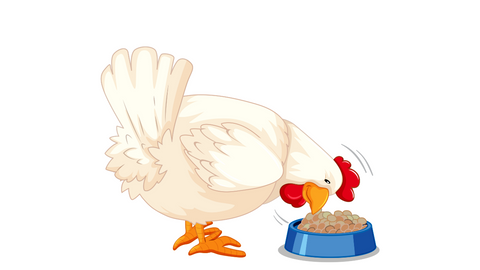 benefits-of-feeding-chicken-trreats