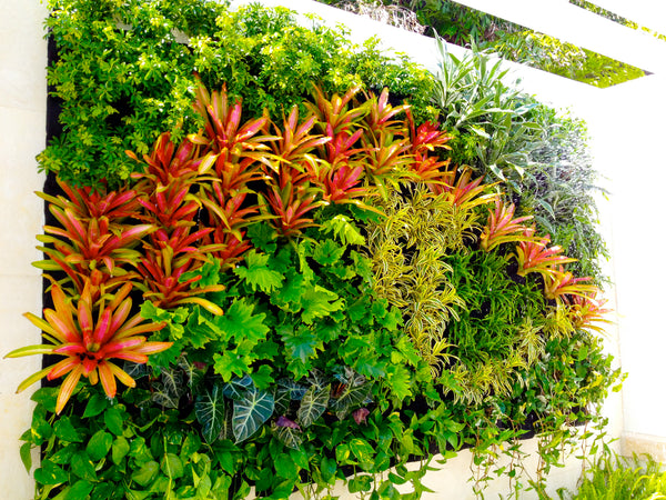 Growup vertical farming | colorful, decorative vertical living wall