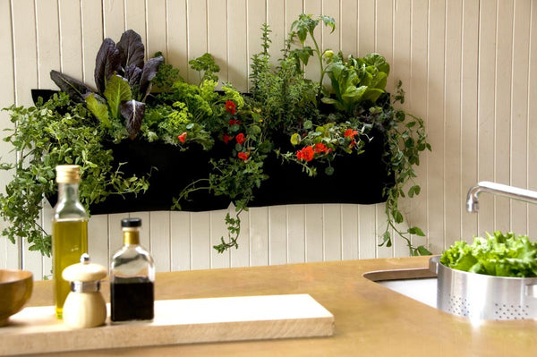 Growup vertical farming | kitchen herb garden