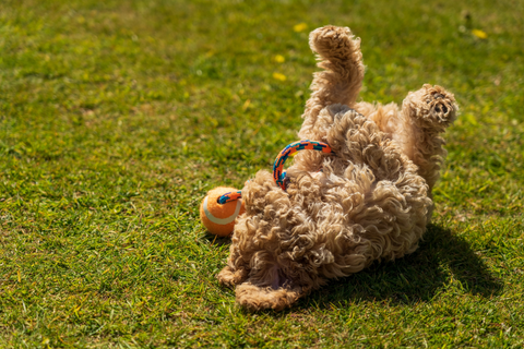 Small brown poodle dog rolling around on the grass with a small orange ball 