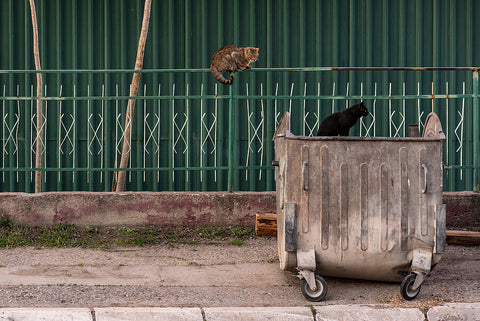 broken metal wheelie bin and cats
