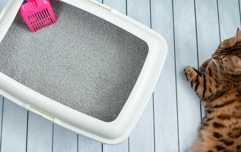 A cat litter box with a pink scoop located on a painted wooden floor next to a bengal cat