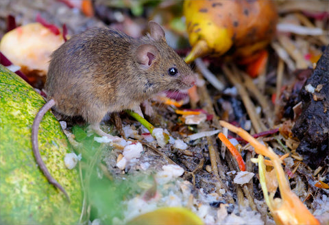 A mouse eating food waste