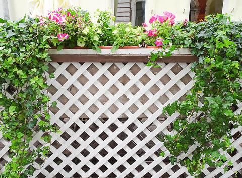 White trellis in the garden with ivy and other plants growing on top of it
