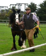 Cob Horse showing