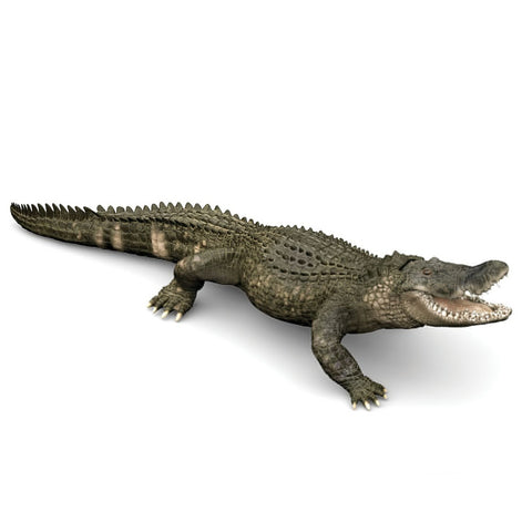 Papo Alligator 50254 Papo 2019 Papo new release 2019