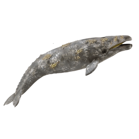 CollectA Gray whale 88836 New Release 2018