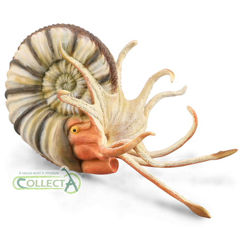 CollectA Pleuroceras Ammonite 88902