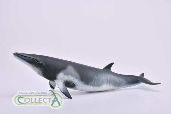 CollectA Minke Whale 88862 CollectA 2019 New Release 2019