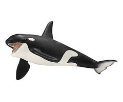 Orca Killer Whale