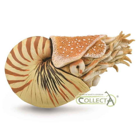 CollectA Nautilus Pompilius