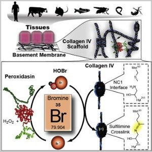 bromine