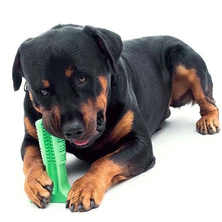 dog toothbrush chew toy