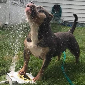 dog water fountain