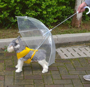 dog and umbrella