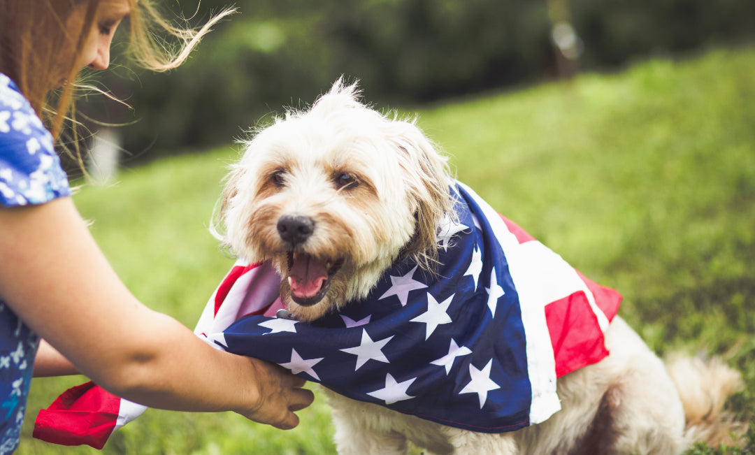 Woman wrapping an American flag bandana around the neck of her pet dog