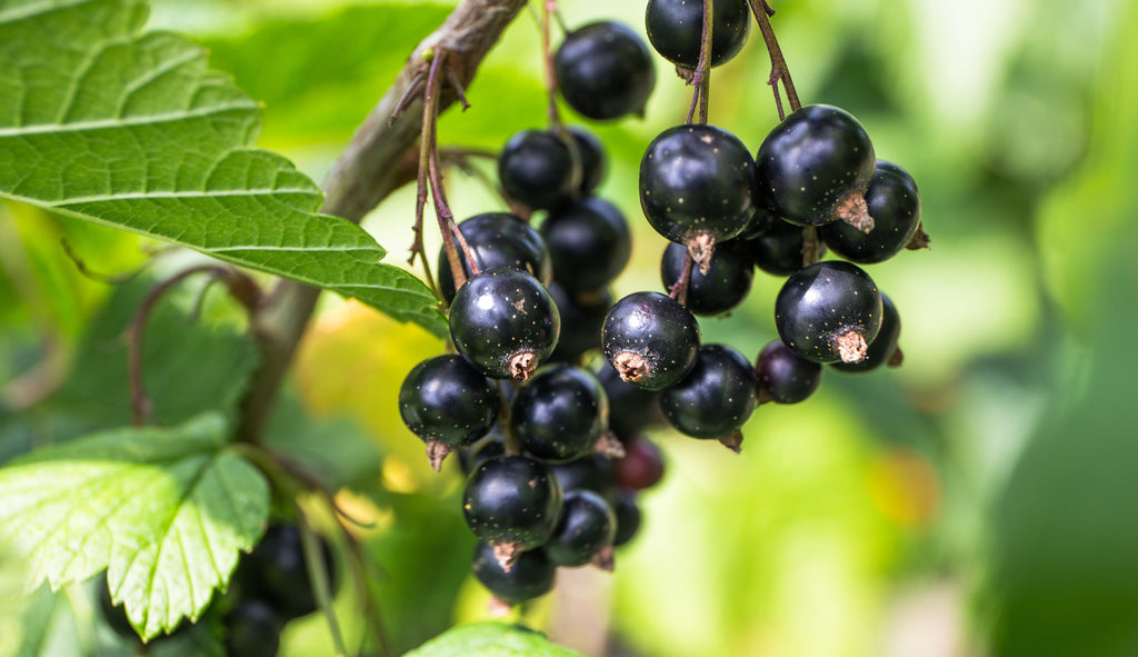 Black-Currants